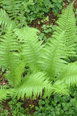 Fougère à soies Polystichum setiferum 'Proliferum' 5-10 pot P9 Polystichum setiferum 'Proliferum'