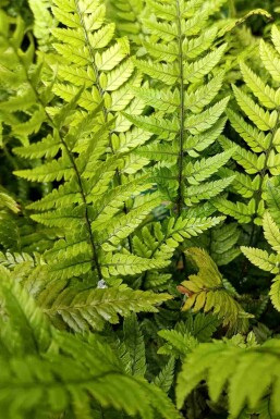 Polystichum tsussimense