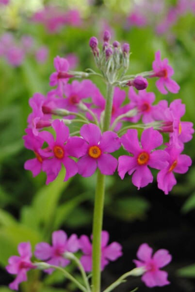 Primevère candélabre Primula beesiana 5-10 pot P9 Primula beesiana