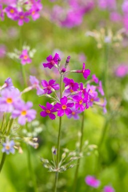 Primevère candélabre Primula beesiana 5-10 pot P9 Primula beesiana