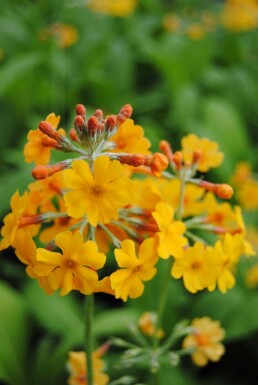 Primevère de chine Primula bulleyana 5-10 pot P9 Primula bulleyana