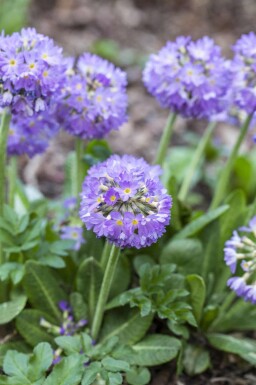 Primevère denticulée Primula denticulata 5-10 pot P9 Primula denticulata