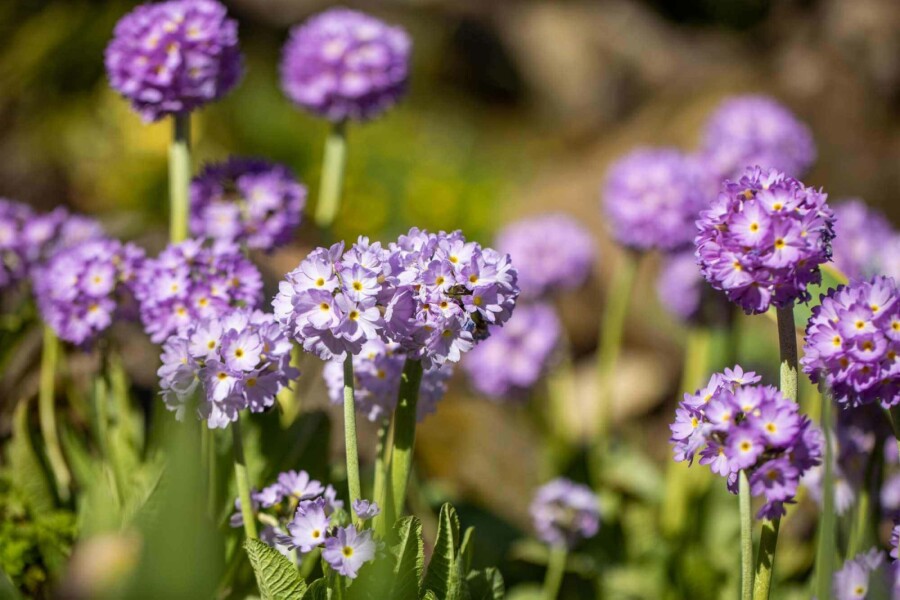 Primevère denticulée Primula denticulata 5-10 pot P9 Primula denticulata