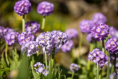 Primevère denticulée Primula denticulata 5-10 pot P9 Primula denticulata