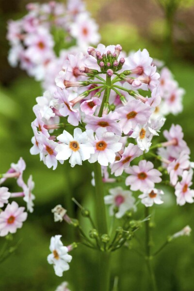 Primevère du japon Primula japonica 5-10 pot P9 Primula japonica
