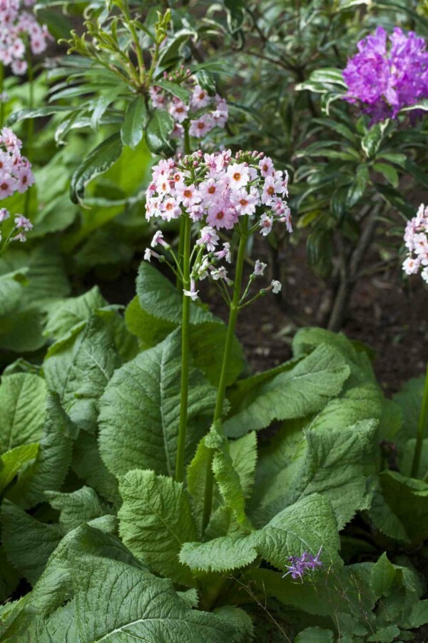 Primevère du japon Primula japonica 5-10 pot P9 Primula japonica