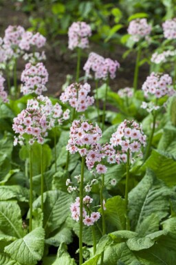 Primevère du japon Primula japonica 5-10 pot P9 Primula japonica