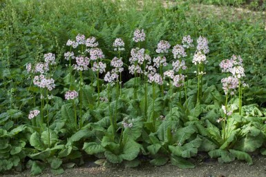 Primevère du japon Primula japonica 5-10 pot P9 Primula japonica
