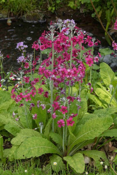 Primevère farineuse Primula pulverulenta 5-10 pot P9 Primula pulverulenta