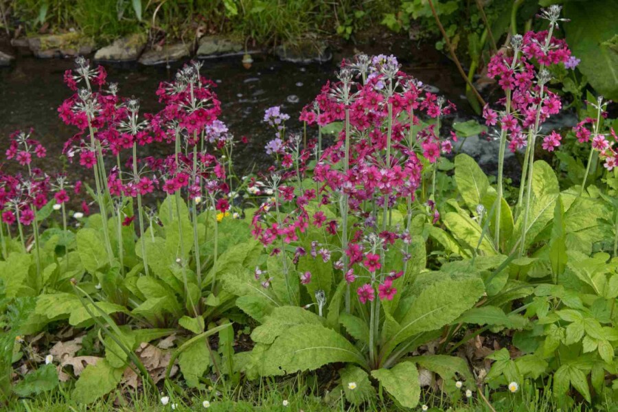 Primevère farineuse Primula pulverulenta 5-10 pot P9 Primula pulverulenta