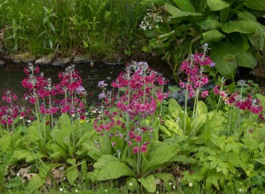 Primevère farineuse Primula pulverulenta 5-10 pot P9 Primula pulverulenta