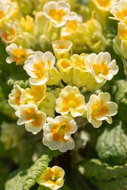 Primevère officinale Primula veris 5-10 pot P9 Primula veris
