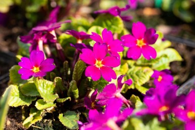 Primevère Primula pruhoniciana 'Wanda' 5-10 pot P9 Primula pruhoniciana 'Wanda'