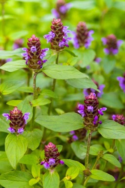 Brunelle commune Prunella vulgaris 5-10 pot P9 Prunella vulgaris