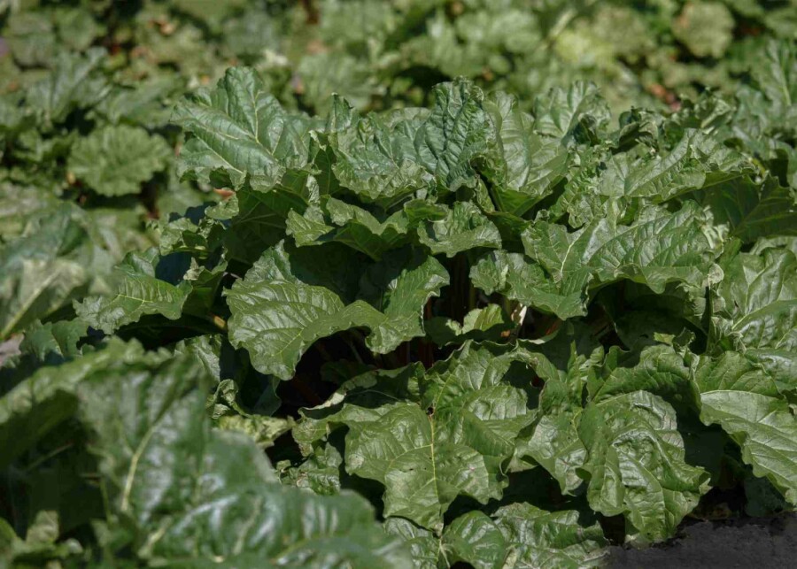 Rhubarbe Rheum rhabarbarum 5-10 pot P9 Rheum rhabarbarum