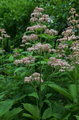 Rodgersie à feuilles pennées Rodgersia pinnata 'Superba' 5-10 pot P9 Rodgersia pinnata 'Superba'