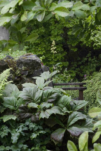 Rodgersia podophylla
