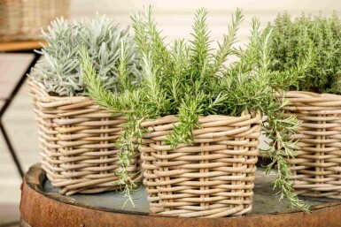 Romarin Rosmarinus officinalis 'Prostratus' 5-10 pot P9 Rosmarinus officinalis 'Prostratus'