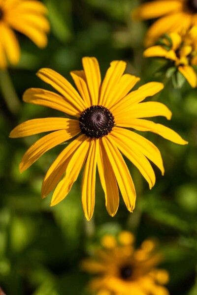 Rudbeckie de deam Rudbeckia fulgida var deamii 5-10 pot P9 Rudbeckia fulgida var deamii