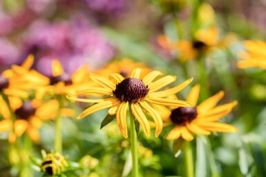 Rudbeckie éclatante Rudbeckia fulgida 'Little Goldstar' 5-10 pot P9 Rudbeckia fulgida 'Little Goldstar'