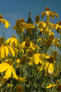 Rudbeckia Rudbeckia nitida 'Herbstsonne' 5-10 pot P9 Rudbeckia nitida 'Herbstsonne'