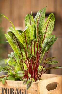 Oseille sanguine Rumex sanguineus 5-10 pot P9 Rumex sanguineus