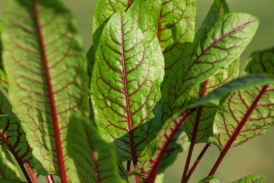 Oseille sanguine Rumex sanguineus 5-10 pot P9 Rumex sanguineus