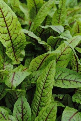 Oseille sanguine Rumex sanguineus 5-10 pot P9 Rumex sanguineus