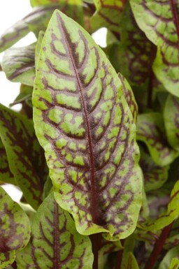 Rumex sanguineus