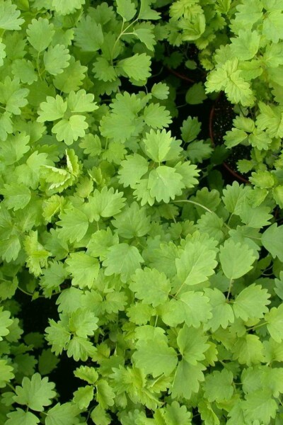 Petite pimprenelle Sanguisorba minor 5-10 pot P9 Sanguisorba minor