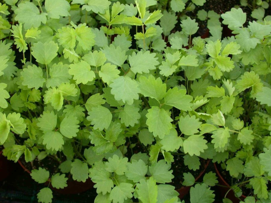 Petite pimprenelle Sanguisorba minor 5-10 pot P9 Sanguisorba minor