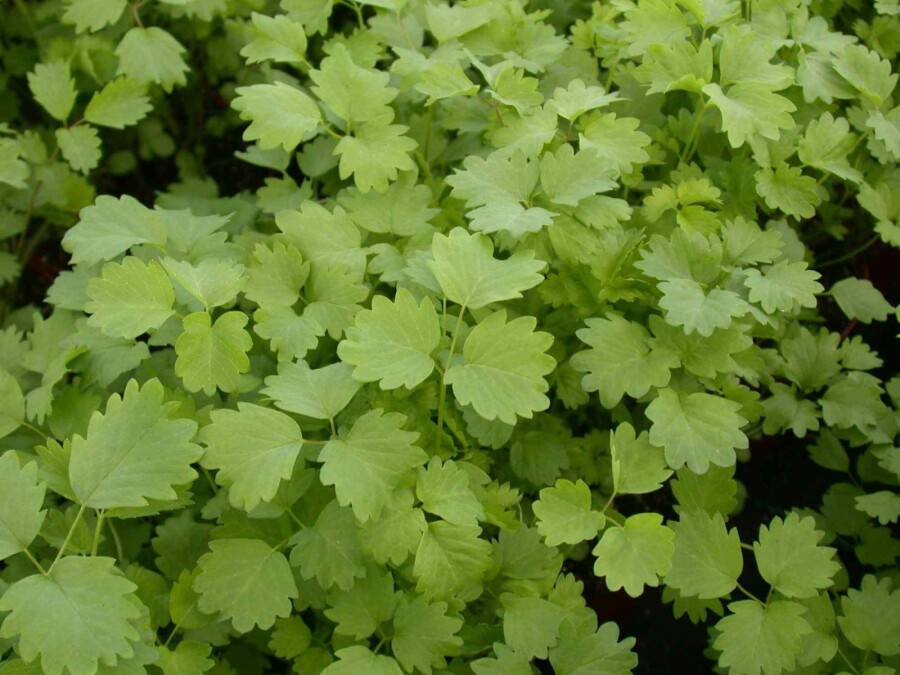 Petite pimprenelle Sanguisorba minor 5-10 pot P9 Sanguisorba minor