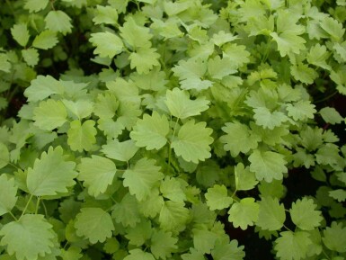 Petite pimprenelle Sanguisorba minor 5-10 pot P9 Sanguisorba minor