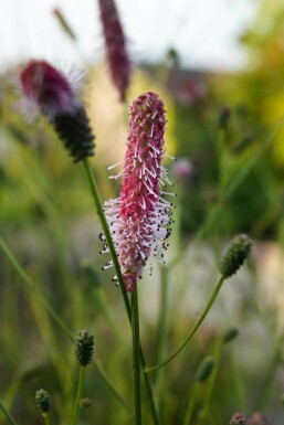 Sanguisorbe officinale Sanguisorba officinalis 'Pink Tanna' 5-10 pot P9 Sanguisorba officinalis 'Pink Tanna'