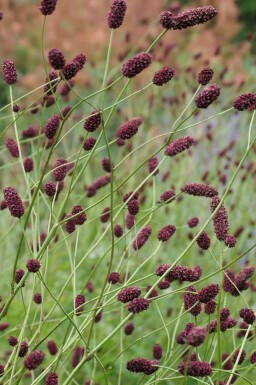 Pimprenelle Sanguisorba officinalis 'Red Thunder' 5-10 pot P9 Sanguisorba officinalis 'Red Thunder'