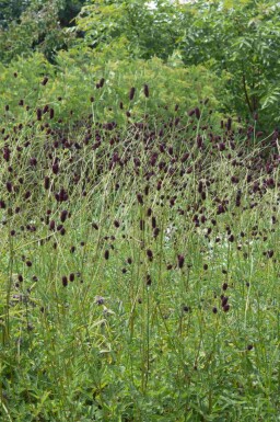 Pimprenelle Sanguisorba officinalis 'Red Thunder' 5-10 pot P9 Sanguisorba officinalis 'Red Thunder'