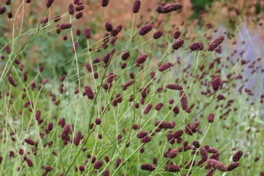 Sanguisorba officinalis 'Red Thunder'