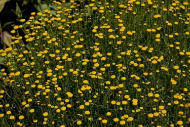 Santoline verte Santolina rosmarinifolia 5-10 pot P9 Santolina rosmarinifolia