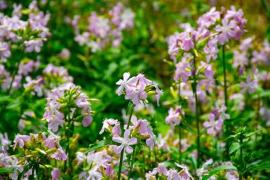 Saponaria officinalis