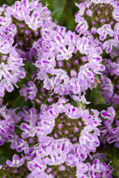 Sarriette des montagnes Satureja montana 5-10 pot P9 Satureja montana