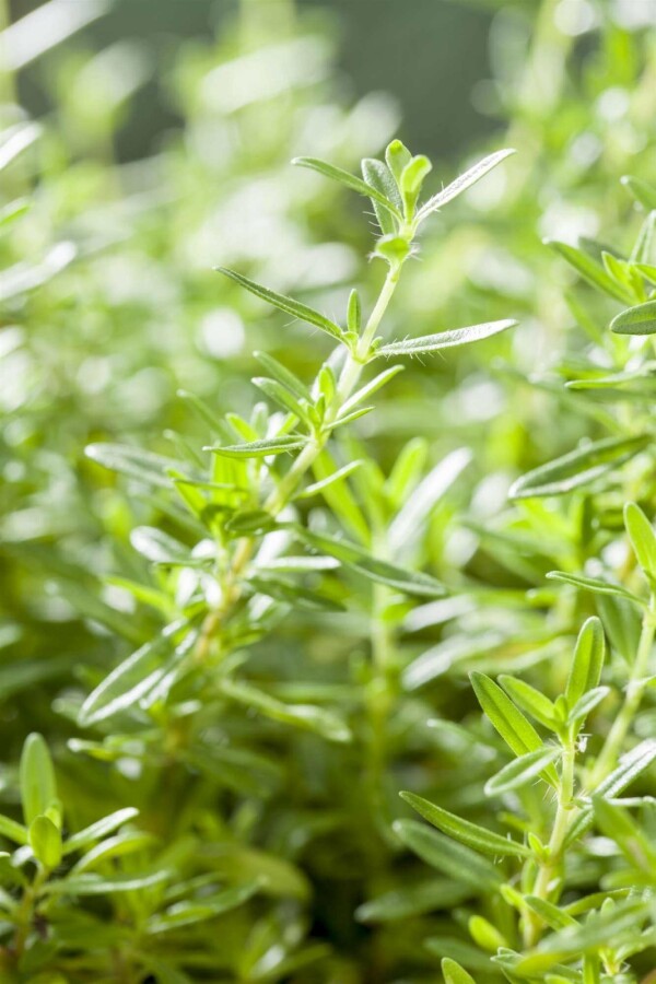 Sarriette des montagnes Satureja montana 5-10 pot P9 Satureja montana