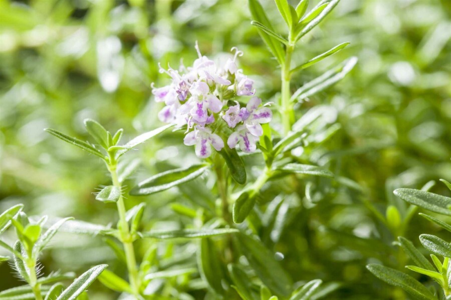 Sarriette des montagnes Satureja montana 5-10 pot P9 Satureja montana