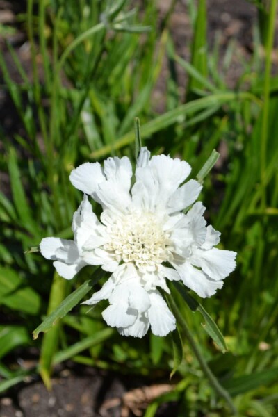 Scabieuse du caucase Scabiosa caucasica 'Alba' 5-10 pot P9 Scabiosa caucasica 'Alba'