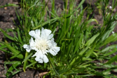 Scabieuse du caucase Scabiosa caucasica 'Alba' 5-10 pot P9 Scabiosa caucasica 'Alba'