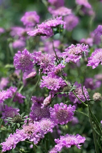 Scabieuse colombaire Scabiosa columbaria 'Pink Mist' 5-10 pot P9 Scabiosa columbaria 'Pink Mist'