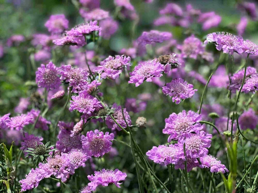 Scabieuse colombaire Scabiosa columbaria 'Pink Mist' 5-10 pot P9 Scabiosa columbaria 'Pink Mist'