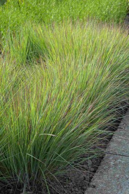 Schizachyrium Schizachyrium scoparium 'Standing Ovation' 5-10 pot P9 Schizachyrium scoparium 'Standing Ovation'