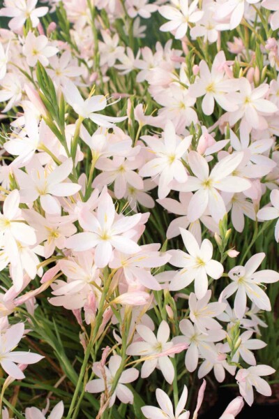Lis des cafres Schizostylis coccinea 'Alba' 5-10 pot P9 Schizostylis coccinea 'Alba'