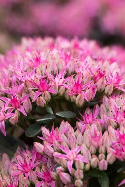 Sedum spectabile 'Carl'
