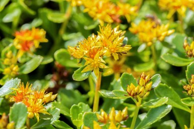 Orpin jaune Sedum kamtschaticum 5-10 pot P9 Sedum kamtschaticum